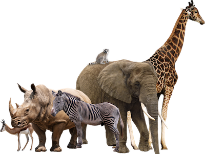 animals